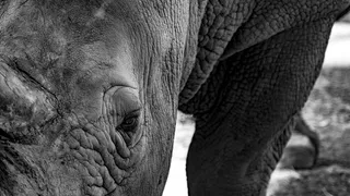 新西兰，基督城，奥拉纳野生动物园，眼睛，黑，白，建筑，腿