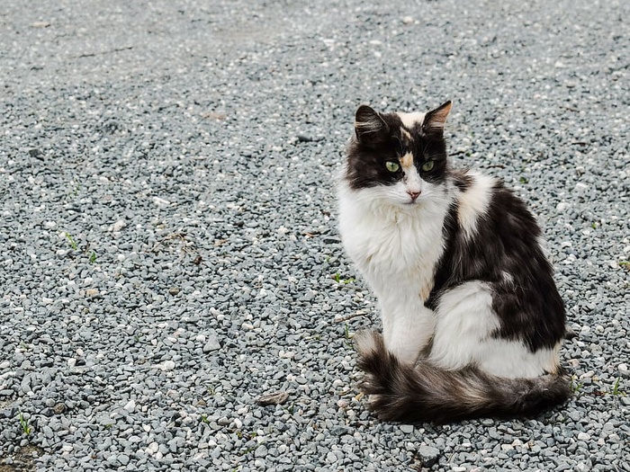 猫，流浪，户外，动物，毛皮，可爱，小猫，可爱