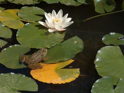 青蛙,睡莲,王子,湖,花,开花植物,睡莲,叶 青蛙,睡莲,王子,湖,花,开花植物,睡莲,叶