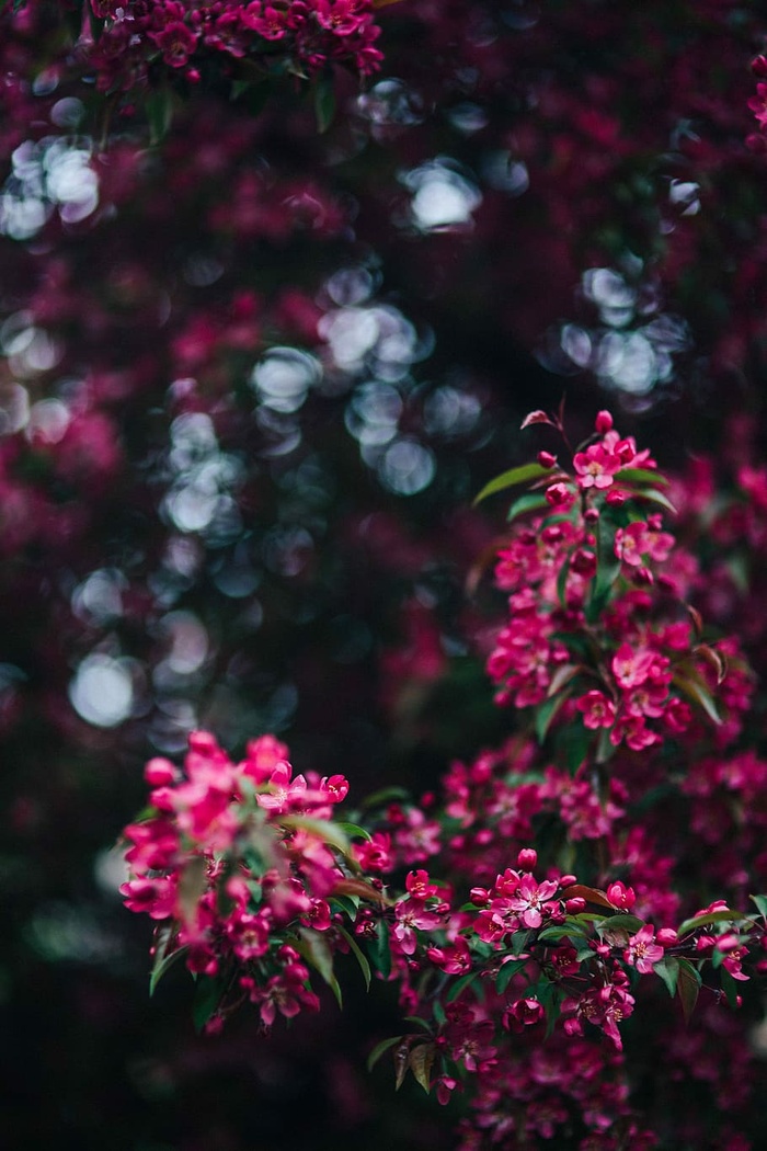 可爱的粉色花朵从树枝上盛开