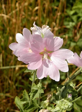 花，草地，斯洛伐克，开花植物，花，新鲜度，脆弱性，植物