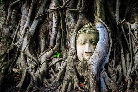 树根丛生的佛像 树根丛生的佛像