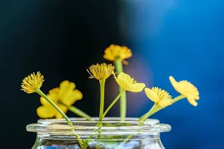 自然，花，植物，花，夏天，草，颜色，特写
