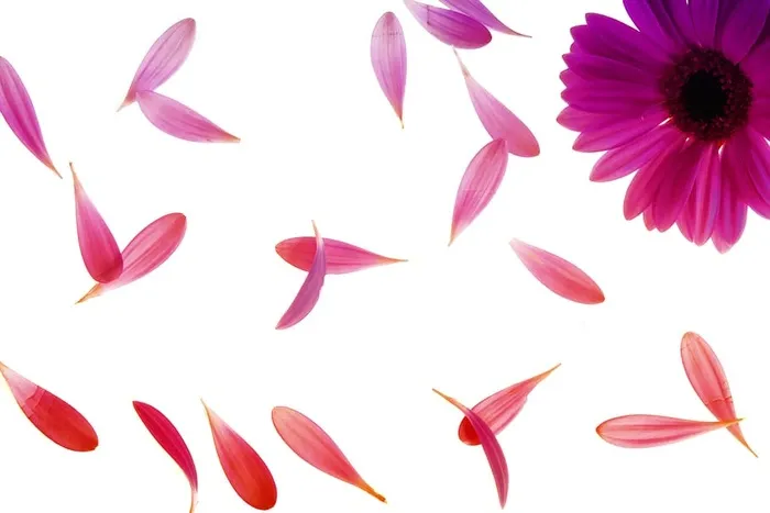 紫花