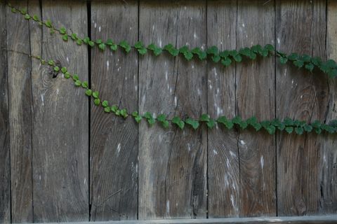 neonggul，植物，damme，tabitha，墙，雕文，木材，绿色