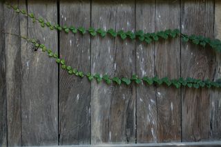 neonggul，植物，damme，tabitha，墙，雕文，木材，绿色