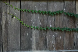 neonggul，植物，damme，tabitha，墙，雕文，木材，绿色