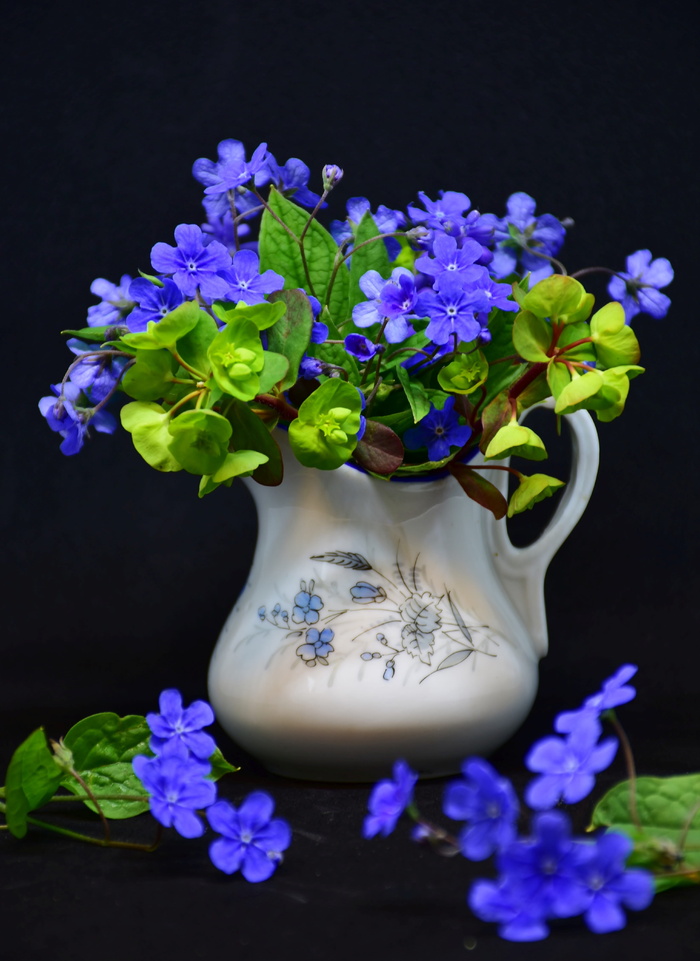 蓝色，带花瓣的花，白色，花瓶，黑色，背景，花，植物