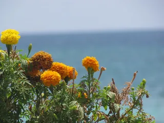 花朵，黄色，花朵，黄色花朵，小花，植物，自然之美，开花植物