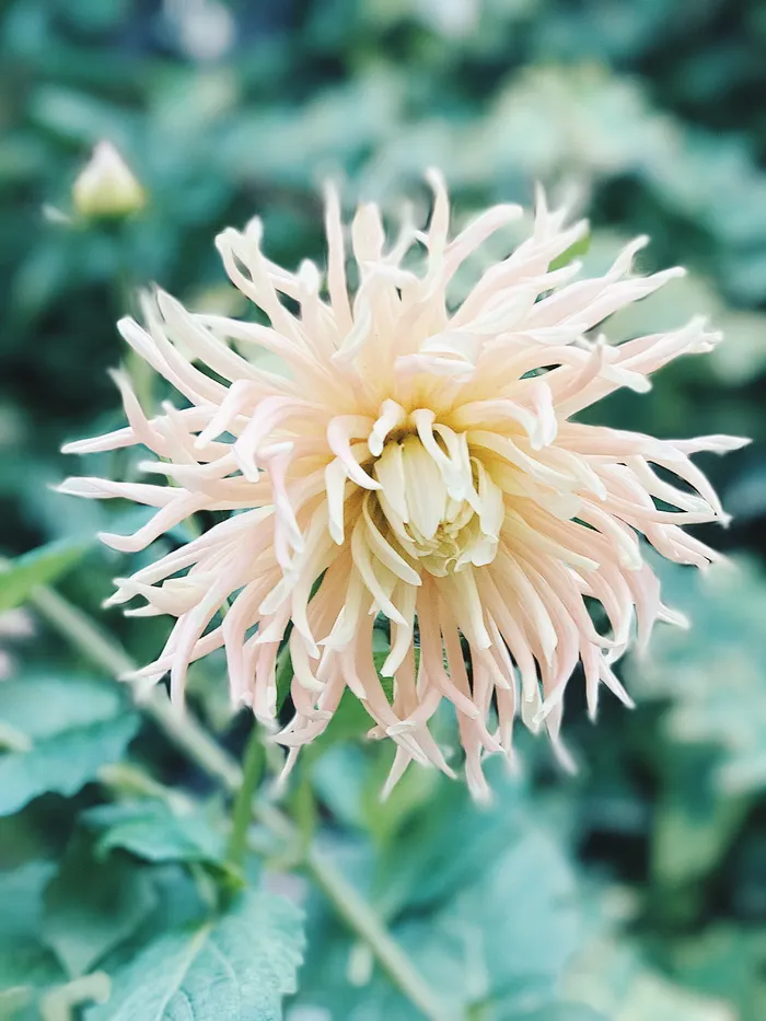 白蜘蛛菊花