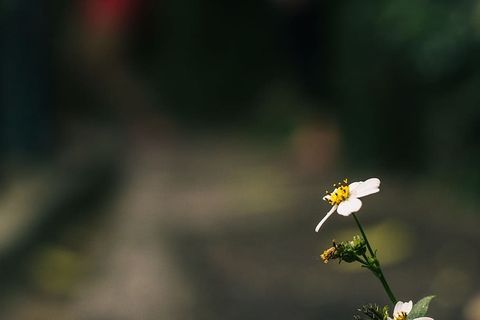 具有散景效果的盛开的雏菊花