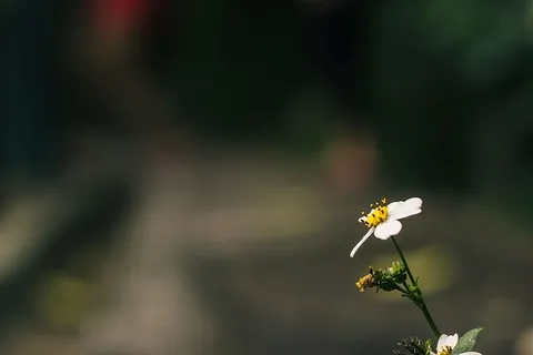 具有散景效果的盛开的雏菊花 具有散景效果的盛开的雏菊花