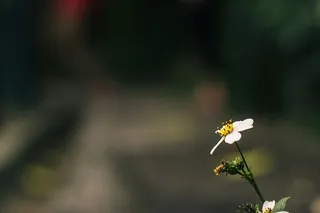具有散景效果的盛开的雏菊花