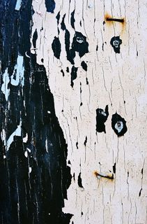 墙壁、地毯、艺术品、动物、无脊椎动物、昆虫、鸟类、文字