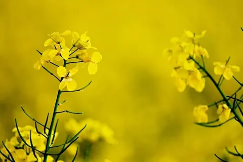 自然,花朵,黄色,树枝,模糊,特写,精致,植物 自然,花朵,黄色,树枝,模糊,特写,精致,植物