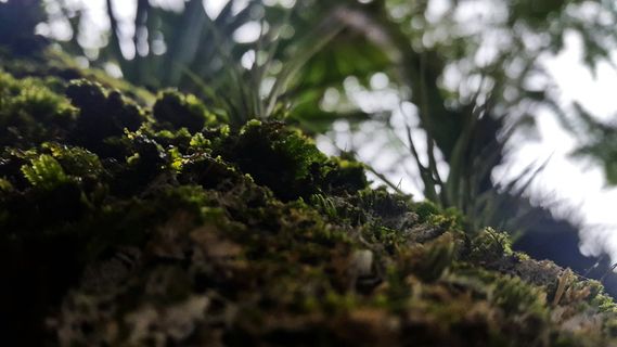 特写，颜色，环境，草，绿色，生长，叶子，苔藓