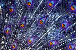 孔雀羽毛，颜色，羽毛，彩虹色，动物，骄傲，五颜六色，孔雀轮
