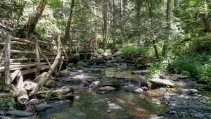 自然、森林、水、植物、树木、土地、自然之美、宁静