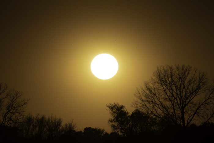 太阳、天空、下午、光线、树木、自然、户外、黄色