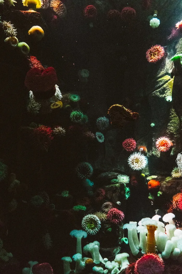 各色珊瑚
