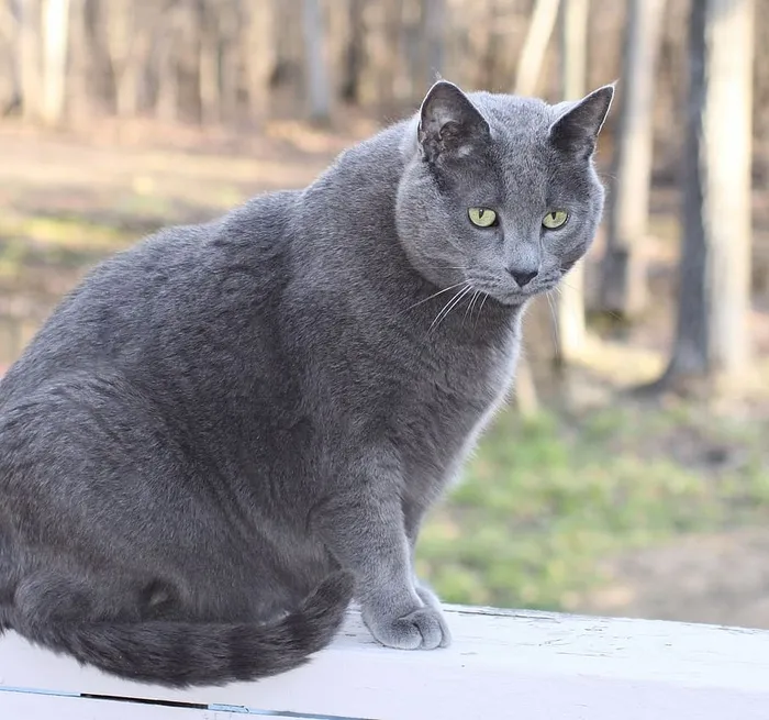 猫，宠物，家养，雄性，大型，灰色，救援，户外