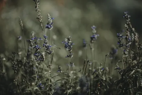 开紫色花的绿叶 开紫色花的绿叶