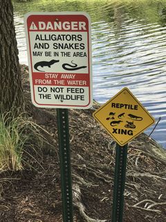 短吻鳄，蛇，野生，自然，野生动物，爬行动物，动物群，标志