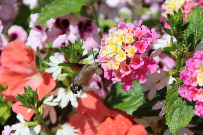 喙、昆虫、吸嘴、开花植物、花、脆弱、新鲜、美丽