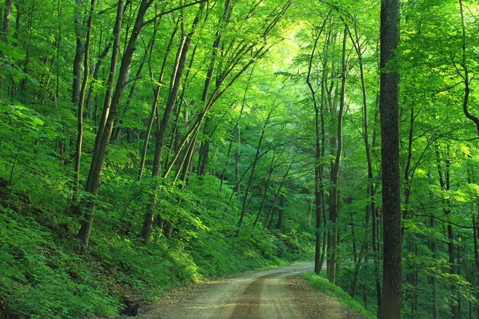 白天道路旁的绿树