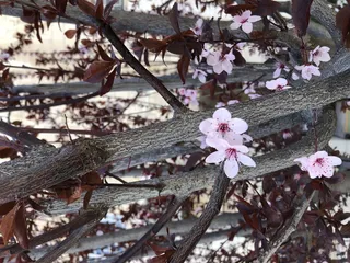 植物，花朵，花朵，农产品，食物，樱花，树木，花粉