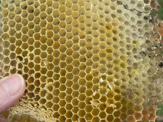 细胞，蜂巢，养蜂，蜡，蜜蜂，半径，自然，蜂巢