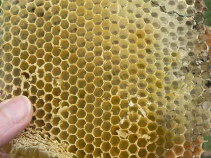 细胞,蜂巢,养蜂,蜡,蜜蜂,半径,自然,蜂巢 细胞,蜂巢,养蜂,蜡,蜜蜂,半径,自然,蜂巢