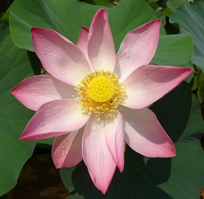 粉色，白色，花瓣状花朵，盛开，白天，莲花，花朵，莲藕