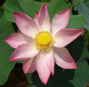 粉色，白色，花瓣状花朵，盛开，白天，莲花，花朵，莲藕