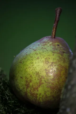 多汁、水果、同伴、食物、食物和饮料、新鲜度、健康饮食、特写