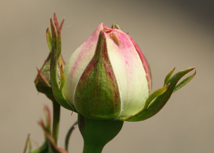 粉色、孵化、纽扣、自然之美、植物、特写、新鲜度、生长