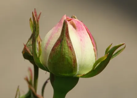 粉色、孵化、纽扣、自然之美、植物、特写、新鲜度、生长 粉色、孵化、纽扣、自然之美、植物、特写、新鲜度、生长