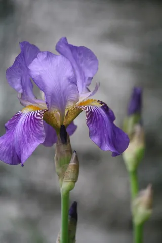 close，摄影，紫色，虹膜花，bloom，虹膜，自然，花