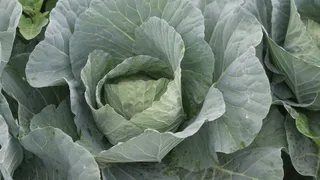 花，黄色，花园，开花，明亮，蔬菜，卷心菜，叶子