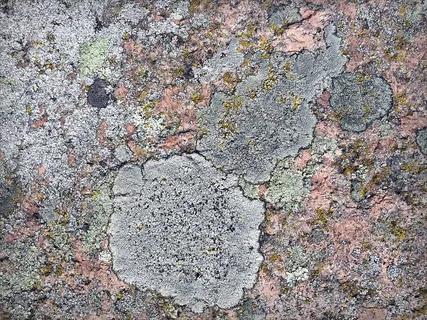 俄罗斯,konnovo,纹理,全帧,背景,无人,粗糙,白天 俄罗斯,konnovo,纹理,全帧,背景,无人,粗糙,白天