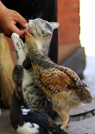 猫，率，鸡，朋友，宠物，食物，可爱，家畜