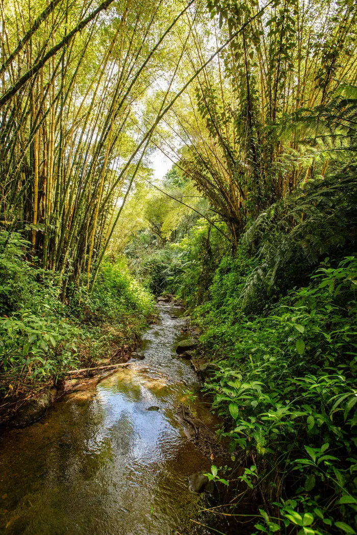 夏威夷，棕榈树，树叶，热带，自然，棕榈，天堂，风景
