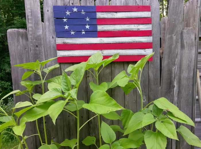 美国，木材-材料，叶子，植物，植物部分，生长，国旗，天