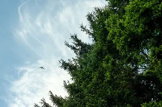 动物、鸟类、鸟类、日光、环境、常绿植物、飞行、飞行