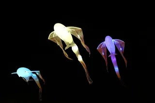 土耳其，斯坦布尔，佐鲁中心，节日，表演，爱情，风筝，三只