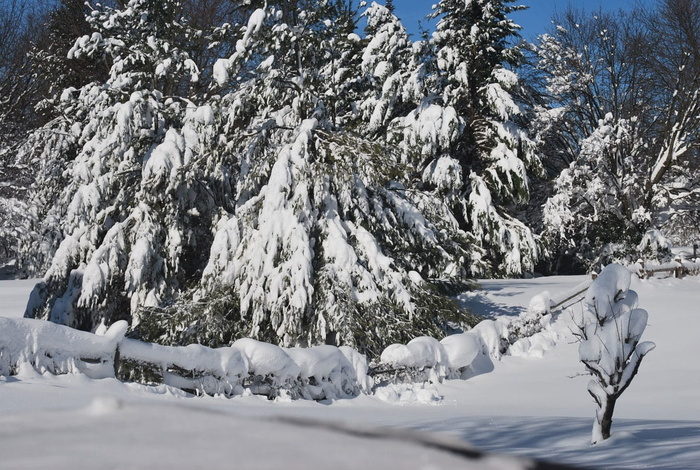 雪，覆盖，漂移，漂移，树木，常青树，低温，冬季