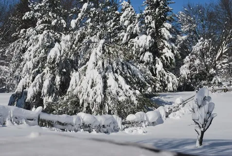 雪,覆盖,漂移,漂移,树木,常青树,低温,冬季 雪,覆盖,漂移,漂移,树木,常青树,低温,冬季