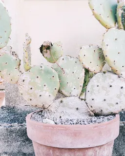 粘土植物盆栽中仙人掌植物的特写照片 粘土植物盆栽中仙人掌植物的特写照片