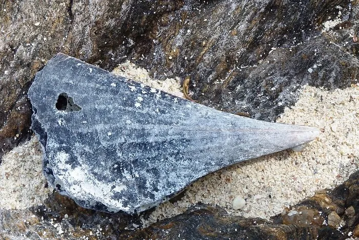 沙质岩石上的大贝壳