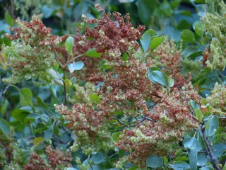 金丝雀，阻尼器，灌木，植物，金丝雀阻尼器，rumex lunaria，rumex，Polygala